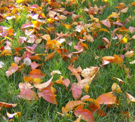 [fall+leaves+2.jpg]