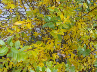[fall+color+leaves.jpg]