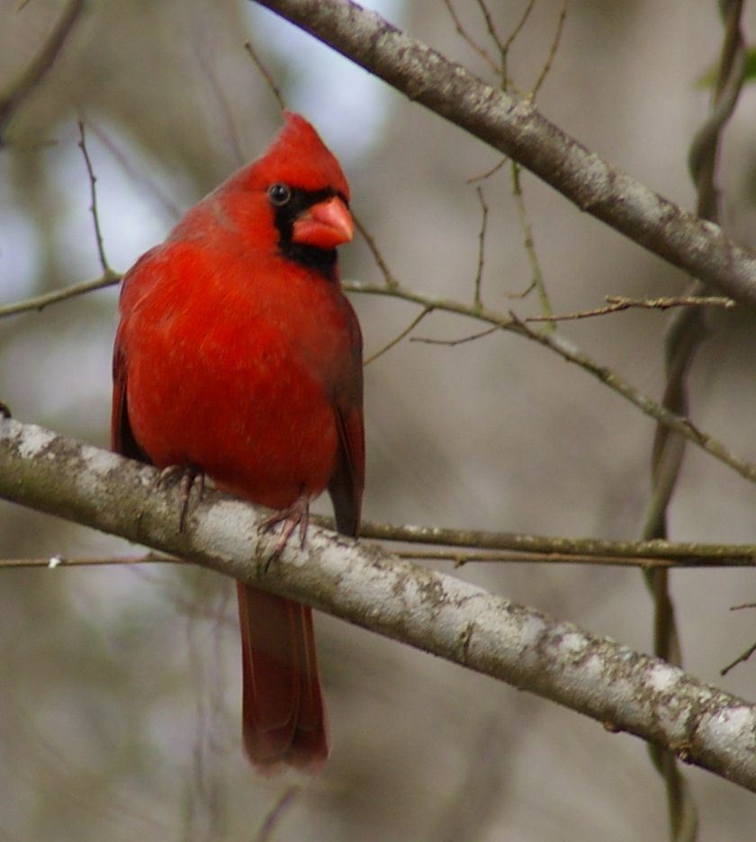 [Cardinal1_crop.JPG]
