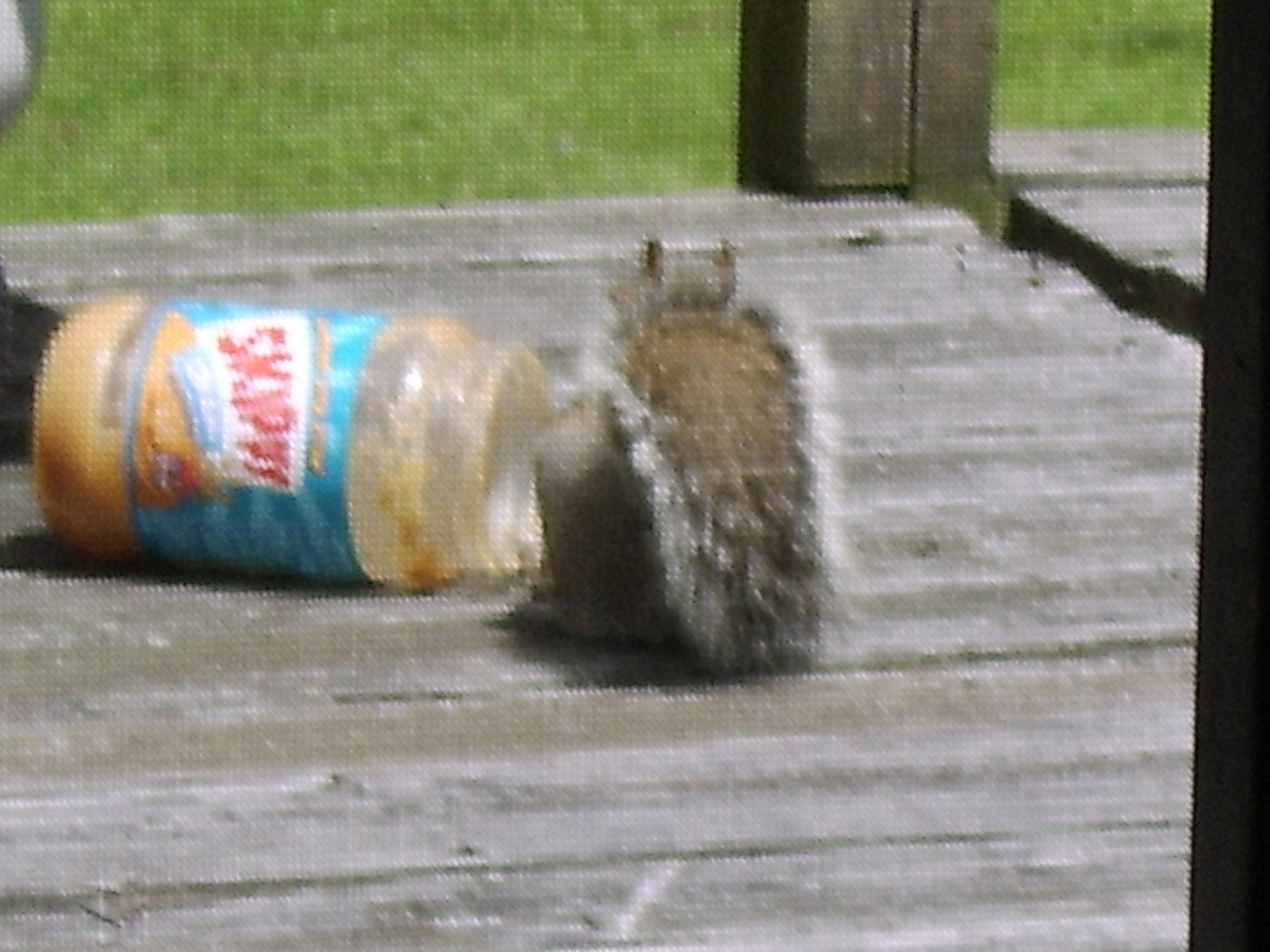 [squirrel+crawling+into+Peanut+butter+jar.jpg]