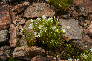 [Alpine-flora.jpg]