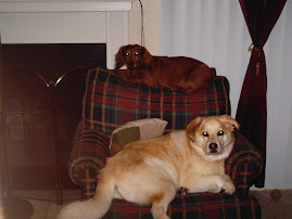 My Dogs - Kirby and Dusty