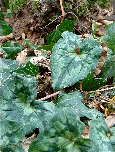[Cyclamen+hederifolium.jpg]
