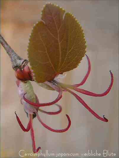 [Cercidiphyllum+japonica.jpg]
