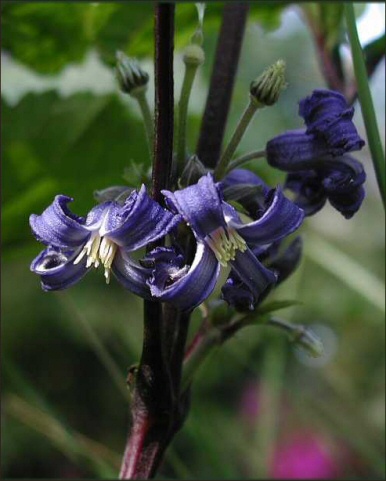 [Clematis+heraclefolia+'China+Purple'.jpg]