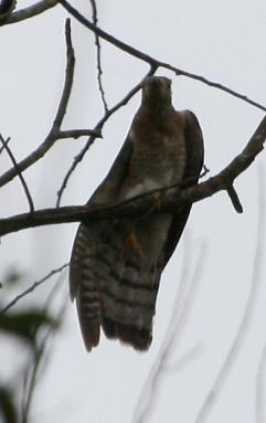 [Common+hawk+cuckoo+tail.JPG]