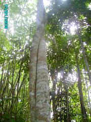 Agarwood species in the wild.