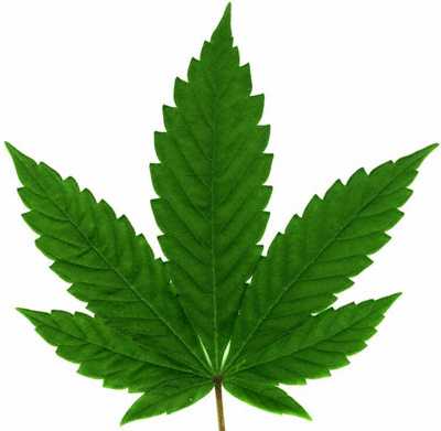[cannabis_spp_leaf.jpg]