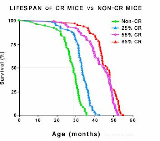 lifespan of rats on calorie restricted diets