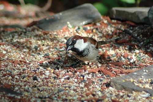 [house-sparrow.jpg]
