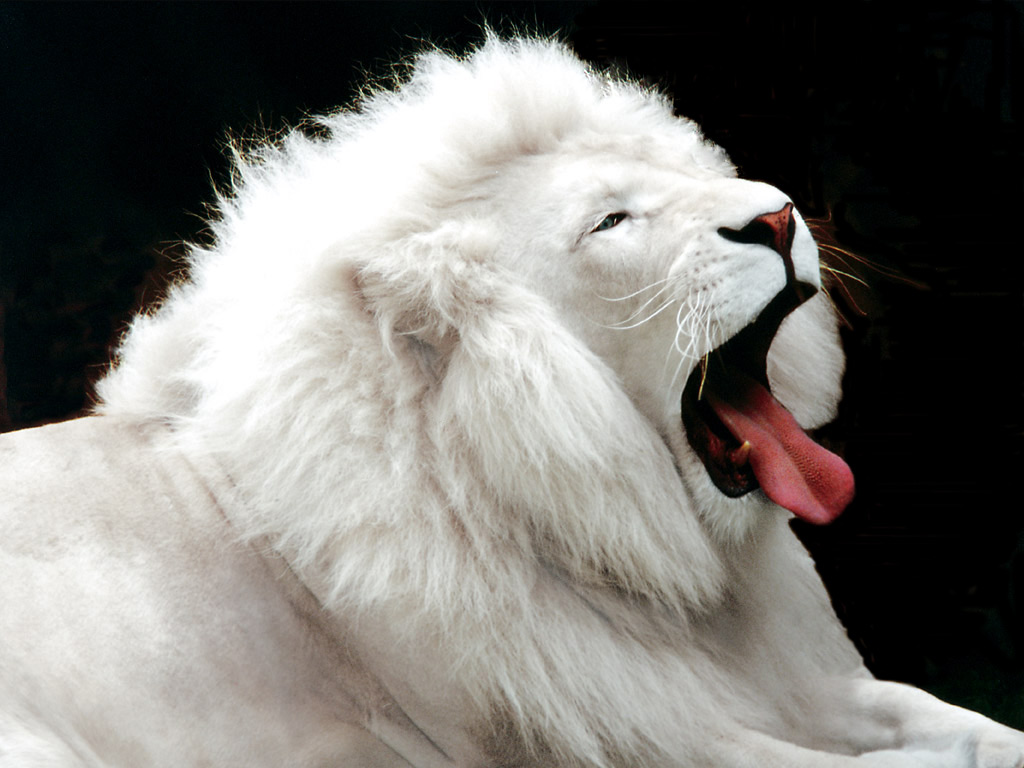 [white+lion.jpg]