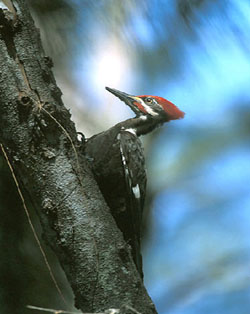 [woodpecker7.jpg]