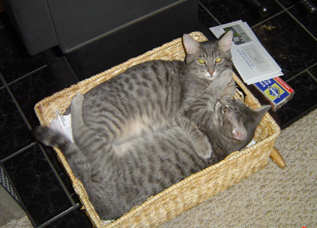 [cat+basket.jpg]