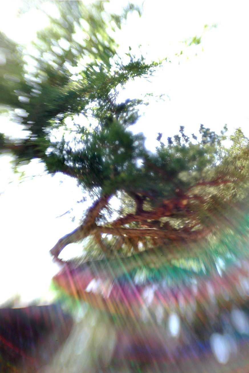 [treerainbow.jpg]