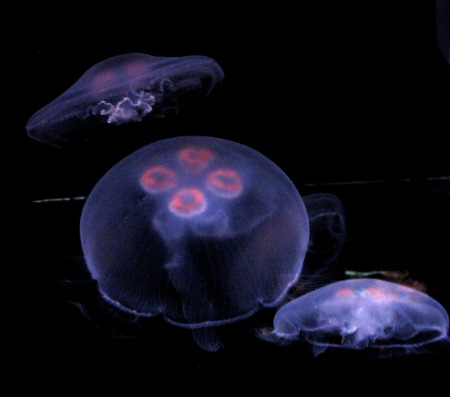 [jellyfish.JPG]