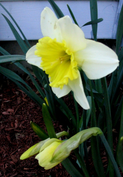 [daffodil.JPG]
