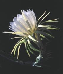 [Dr.+Schaefer+cactus+flower.jpg]