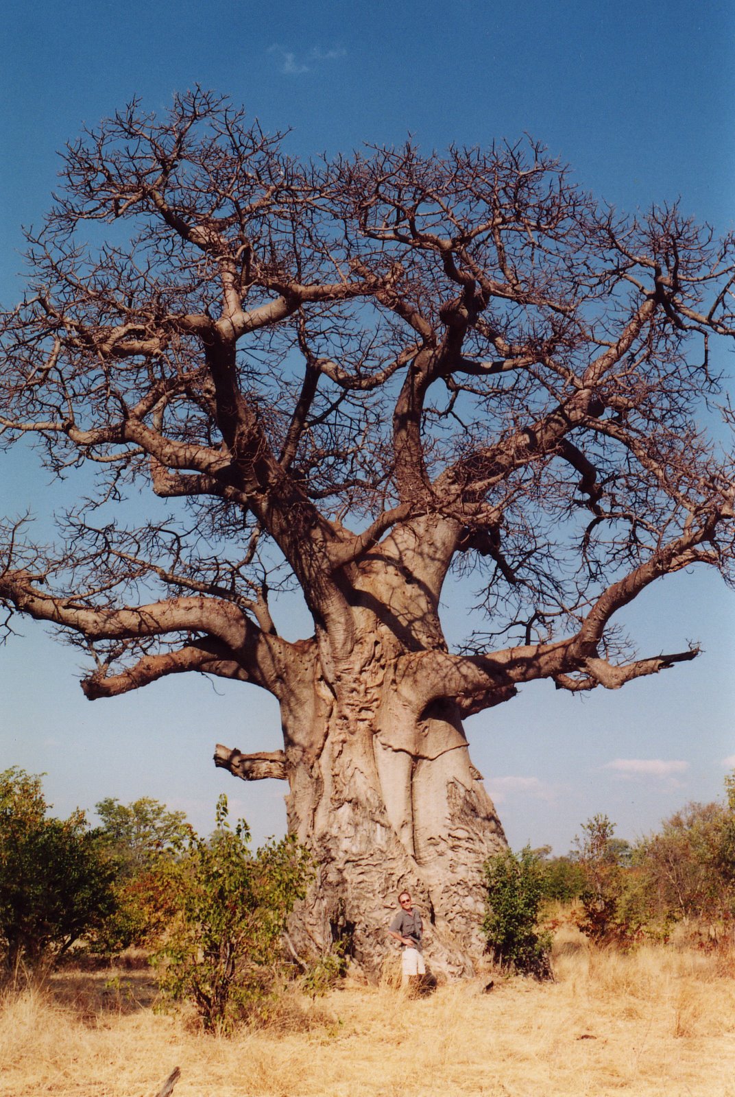 [Baobob_tree.jpg]