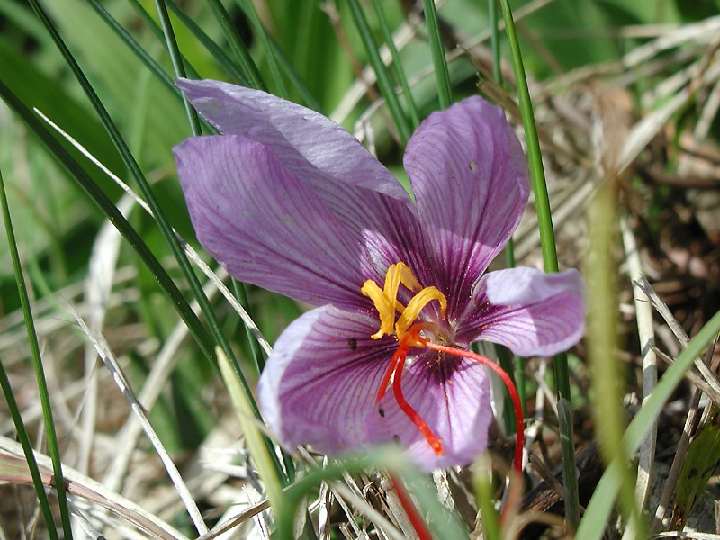 [saffron+crocus+flower.jpg]