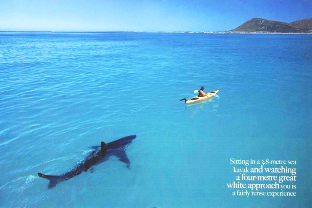 [shark-kayak.jpg]