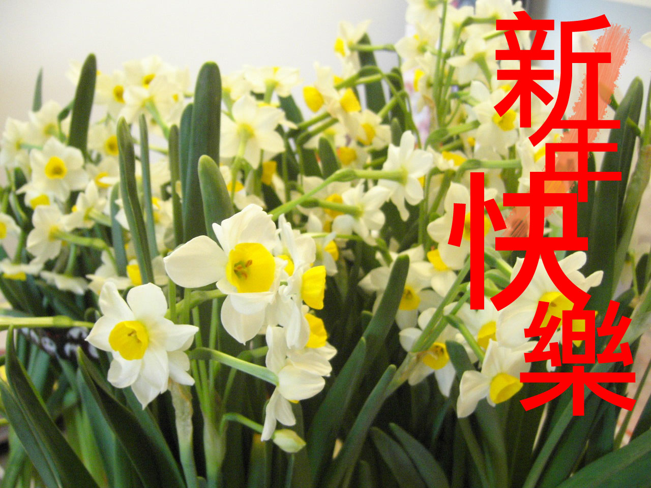 [Father_Daffodil02.jpg]