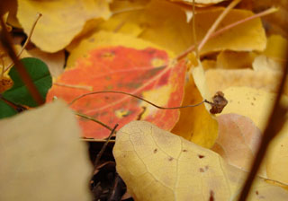 [leaf-orange.jpg]