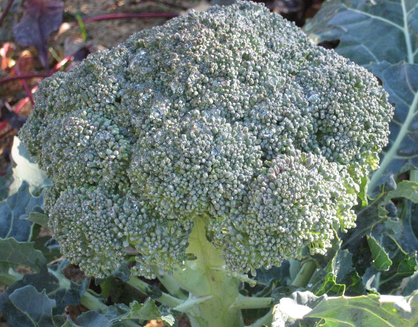 [Broccoli.JPG]