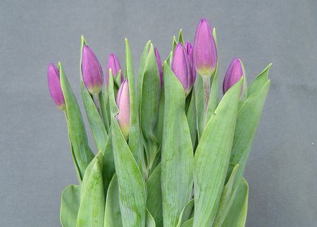 [Purple+Tulips.jpg]