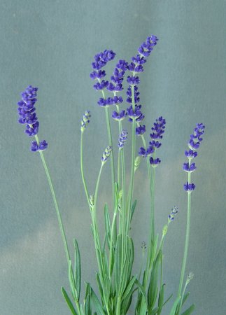 [Lavender+Hidcote.jpg]