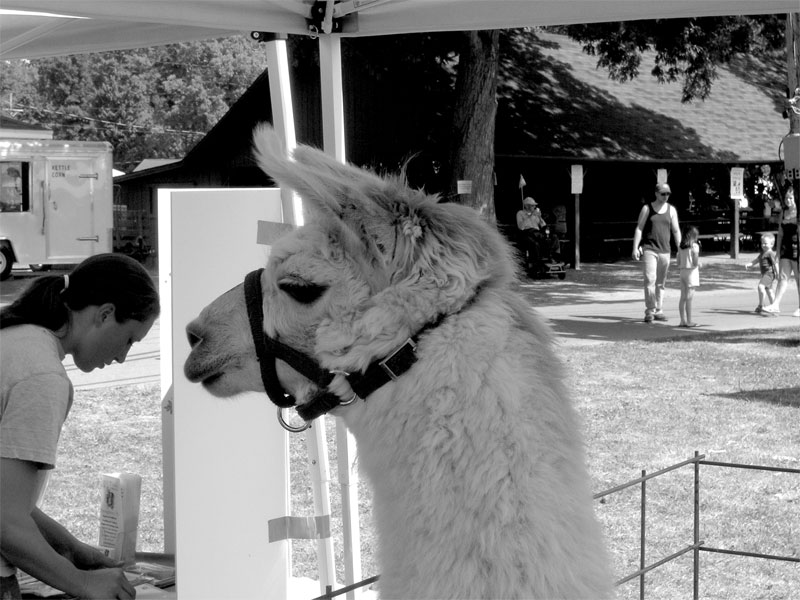 [llama-foreground.jpg]