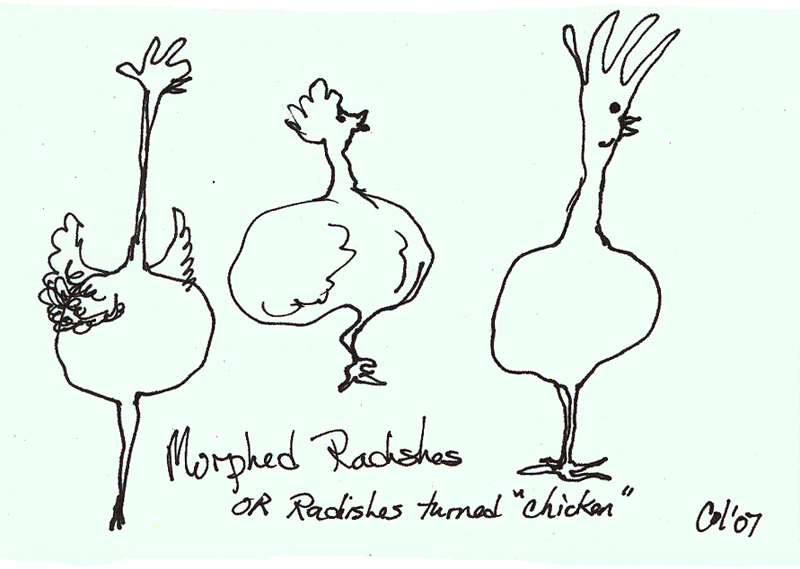 [radish-chickens.jpg]