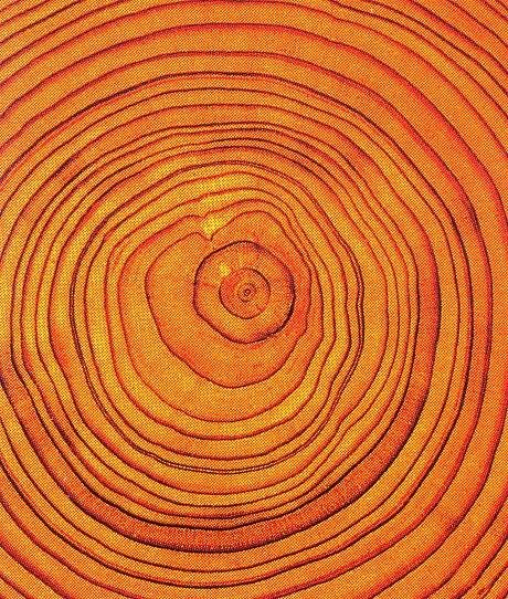 [tree+ring+picture.jpg]
