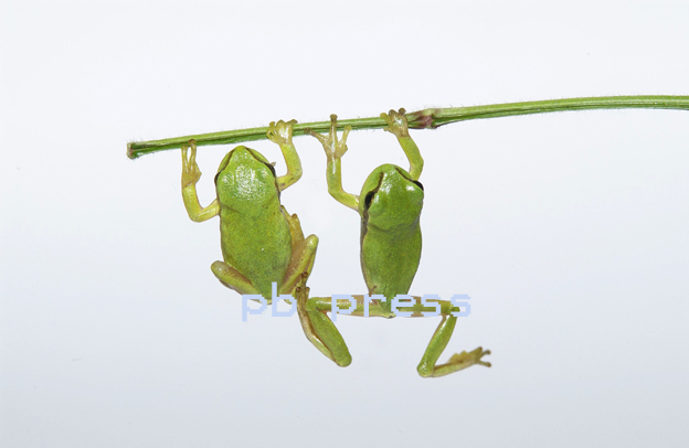 [Frog+89.jpg]