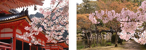 [kyoto_sakura_cherry-blossoms_2.jpg]