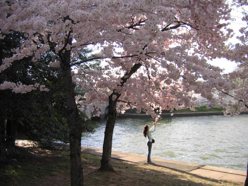 [800px-IMG_2333_-_Washington_DC_-_Tidal_Basin_-_Cherry_Blossoms.jpg]
