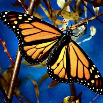 [20080124173948-mariposa-monarca.jpg]