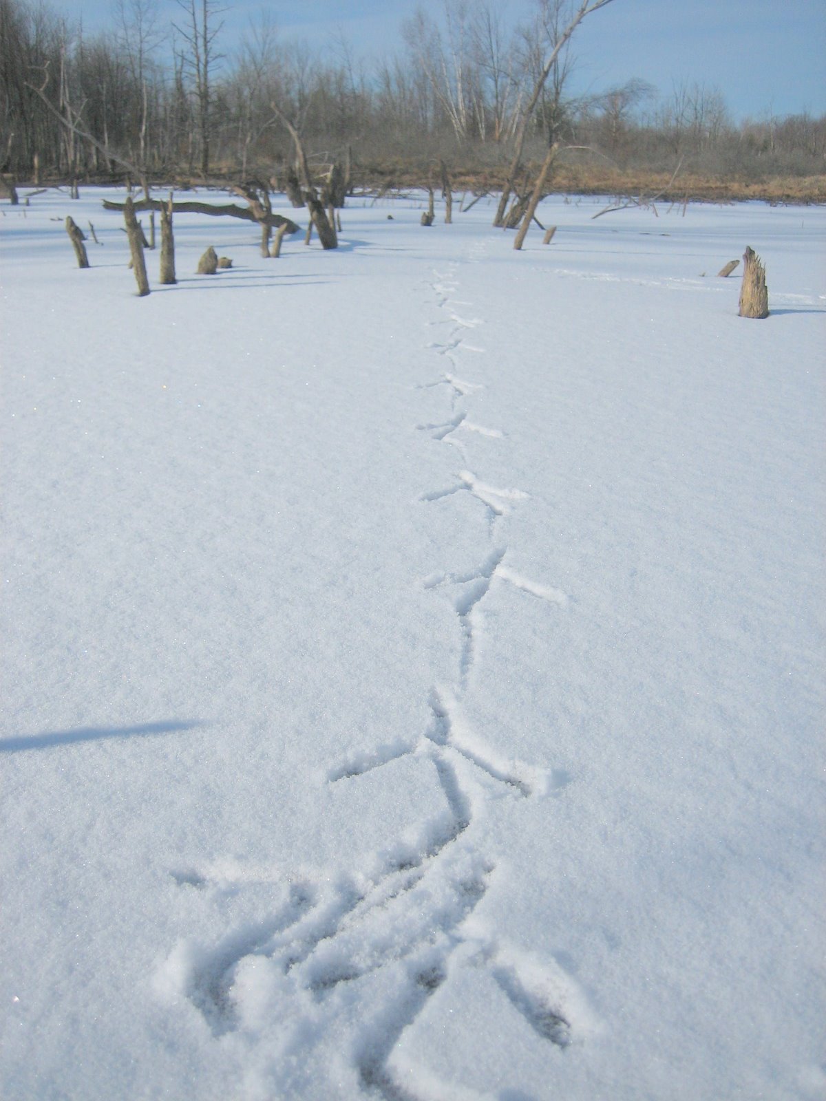 [heron-footprints-amherst-6.JPG]