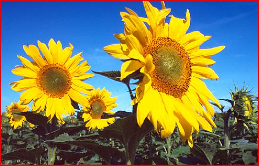 [Sunflowers.France.1.jpg]
