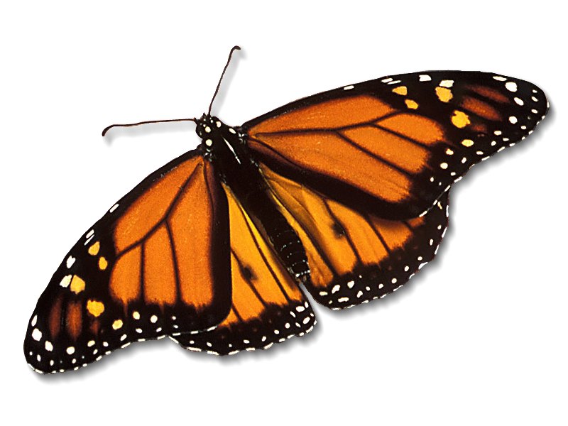 [monarch-butterfly_800x600[1].jpg]