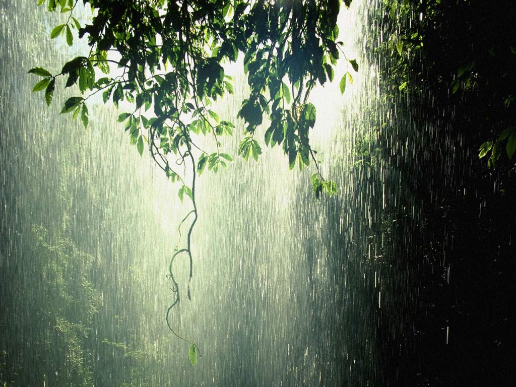 [Rain_Forest_Tropic.jpg]