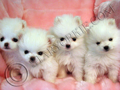 Teacup Yorkie Puppies on Star Yorkie Kennel   The Home Of Teacup Puppies