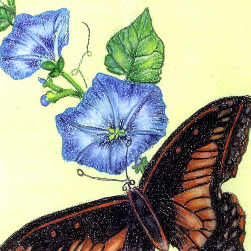[Copy+of+Monarch+Butterfly.jpg]