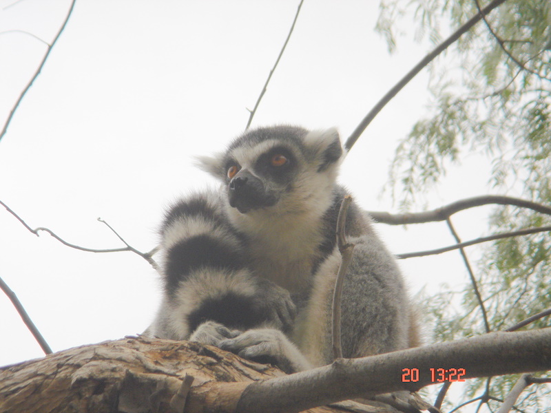 [Bioparc+lemures+10.JPG]