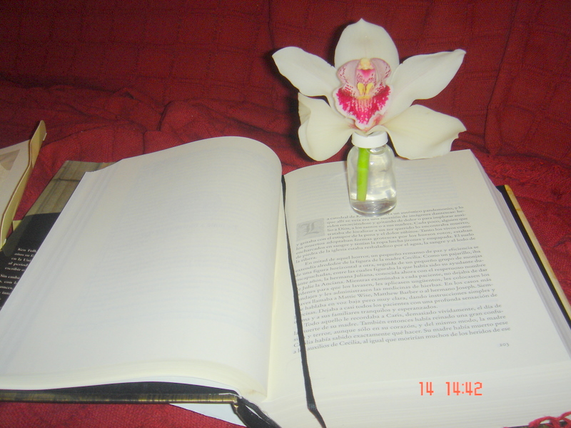 [flor+y+libro+abierto.JPG]