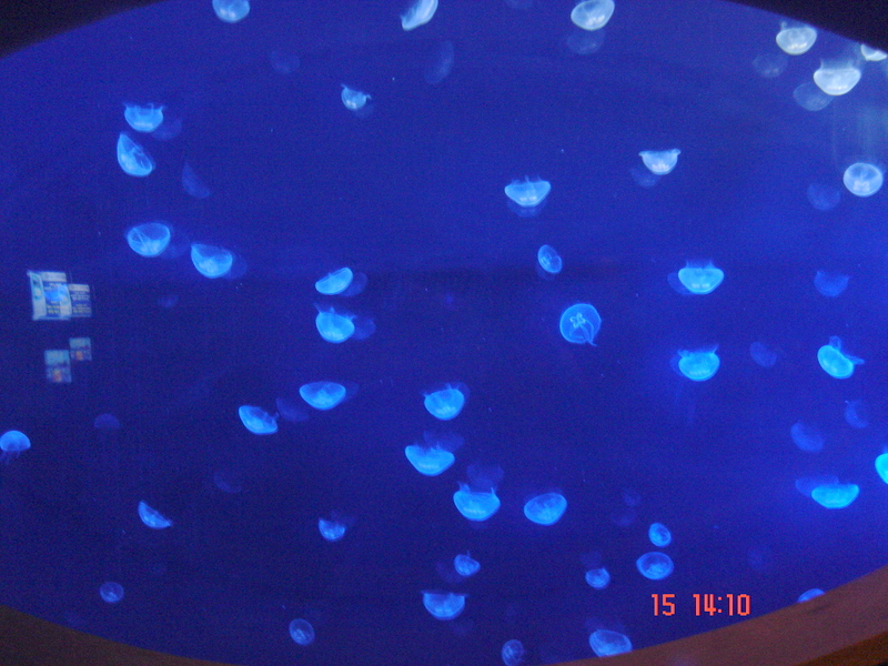 [15+de+Julio+Oceanogràfic+medusas.JPG]