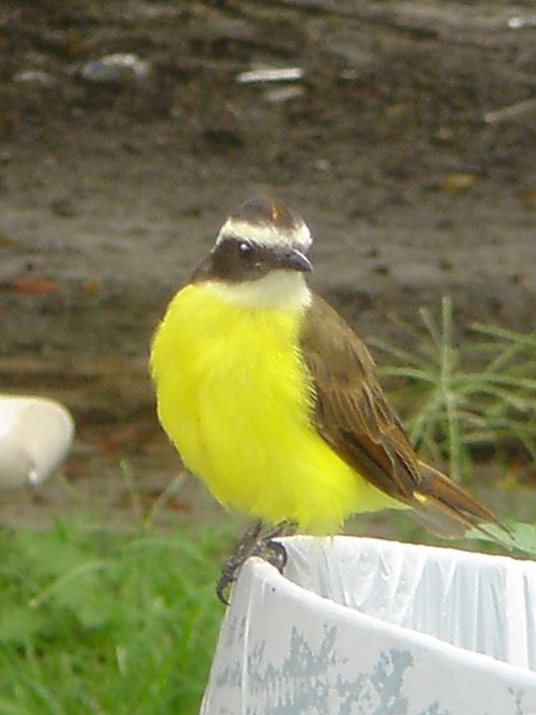 [5+junio+pájaro+amarillo+(1).JPG]