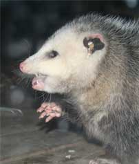 [Opossum2.jpg]