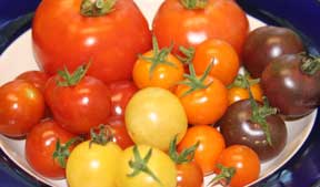 [tomatoes2007.jpg]