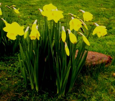 [daffodils.jpg]