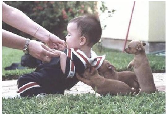 [puppies+and+kid.jpg]